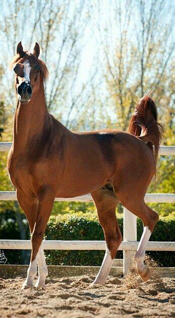 Horse Arabian